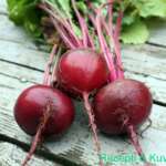 Beetroot - Recipes and Cookbook online - Healthy life