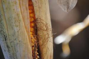 The five biggest fears of GM corn - ecopedia.rs - Recipes and Cookbook online